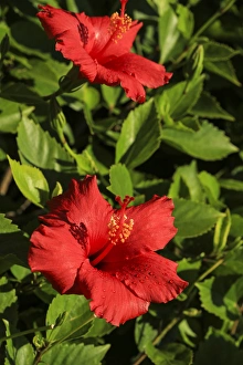 Curl Prints: San Diego, California. Water droplets on two red hibiscus flowers with green leaves