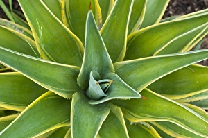Images Dated 25th March 2010: San Juan Capistrano, California. Yucca plant, Mission San Juan Capistrano