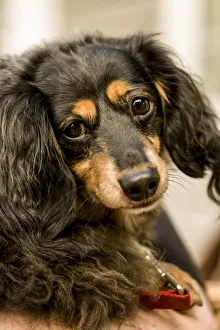 Images Dated 13th August 2013: San Juan Island, Washington State, USA. Portrait of a Long-haired Dachshund