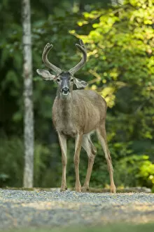 San Juan Island, Washington State, USA. Mule deer buck (Odocoileus hemionus) standing