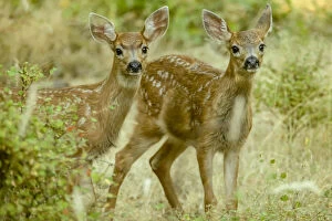 San Juan Island, Washington State, USA. Two mule deer fawns curiously looking out
