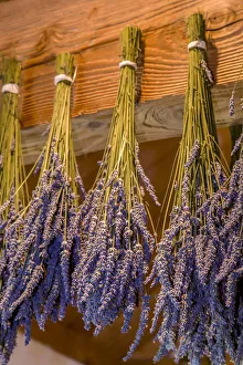 Images Dated 5th March 2019: San Juan Island, Washington State, USA. Lavender hung to dry