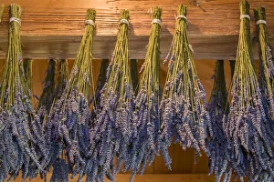 Herb Prints: San Juan Island, Washington State, USA. Lavender hung to dry