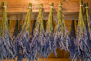 Images Dated 16th January 2022: San Juan Island, Washington State, USA. Bunches of lavender hung to dry