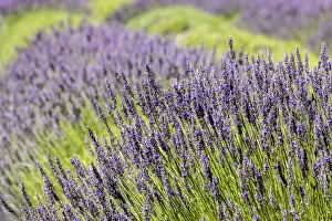 Shrub Prints: San Juan Island, Washington, USA. Lavender Farm