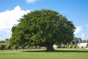 Daylight Prints: San Juan, Puerto Rico - A single ancient tree is sitting in the middle of a grassy area in a park