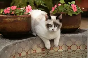 Images Dated 31st October 2008: San Miguel de Allende, Mexico. Kitten rests in courtyard fountain