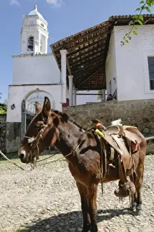 Burro Prints: San Sebastian, Mexico. Old historic silver mining town from the 1700 s. Burro