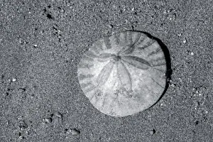 Sand dollar on beach, USA