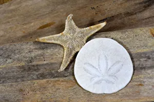 Nautical Prints: Sand dollar and starfish still-life