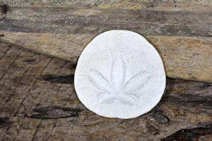 Prints of Sand dollar still-life Images Dated 2018 December: Sand dollar still-life