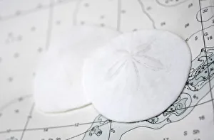 Nautical Prints: Sand dollars on nautical chart
