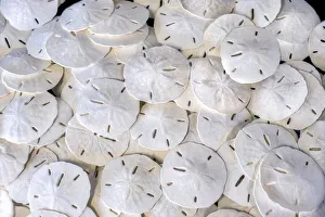 Still Life Prints: Sand dollars, USA