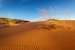 Landscape-Scenic Prints: Sand dunes and grass, Coral Pink Sand Dunes State Park, Kane County, Utah, USA