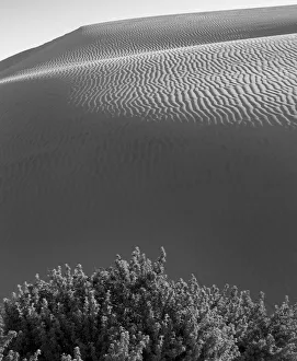 Pismo Beach Prints: The sand dunes of Pismo Beach, California, black and white