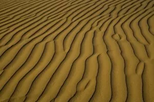 Images Dated 16th November 2005: Sand Dunes and ripple desgins from the early morning light falling on the Dunes Mesquite