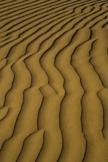 Stove Pipe Wells Prints: Sand Dunes and ripple desgins from the early morning light falling on the Dunes Mesquite