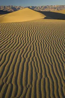 Images Dated 16th November 2005: Sand Dunes and ripple desgins from the early morning light falling on the Dunes Mesquite