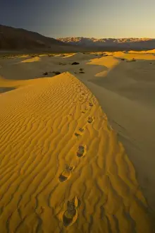 Images Dated 16th November 2005: Sand Dunes and ripple desgins from the early morning light falling on the Dunes Mesquite