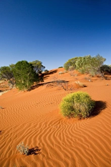 Sand Dunes, Uluru - Kata Tjuta National Park, World Heritage Area, Northern Territory