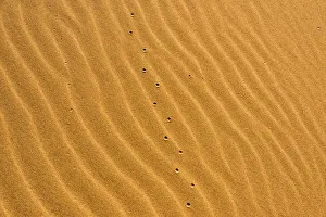 Sand Dune Prints: Sand patterns of the Singing Dunes, the only sand dune in Kazakhstan
