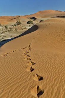 Sand Dune Prints: Sand ripple patterns in the desert of Sossusvlei, Namibia with tracks of an Oryx