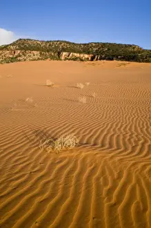Images Dated 3rd April 2008: Sand ripples and dunes at Coral Pink Sand Dunes State Park in Utah