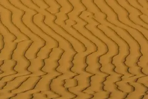 Images Dated 5th April 2008: Sand ripples and dunes at Coral Pink Sand Dunes State Park in Utah