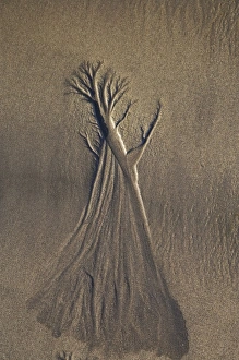 Images Dated 10th July 2008: Sand Tree, Beach, New Plymouth, Taranaki, North Island, New Zealand