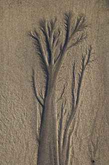 Taranaki Prints: Sand Tree, Beach, New Plymouth, Taranaki, North Island, New Zealand