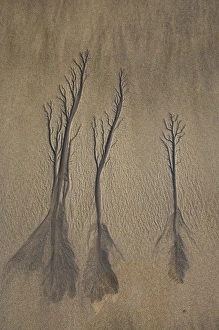 Taranaki Prints: Sand Trees, Beach, New Plymouth, Taranaki, North Island, New Zealand