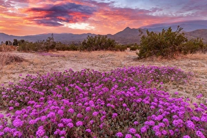 New Images March 2025 Part 2 Prints: Sand verbena wildflowers with San Jacinto Mountains at sunrise in Palm Springs