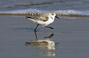 Images Dated 4th March 2008: Sanderling (Calidris alba) running on wet beach, Gulf of Mexico, south Texas, USA, winter