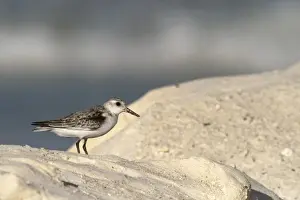 Images Dated 30th October 2009: Sanderling (Calidris alba), Sian Ka an Biosphere Reserve, Quintana Roo, Yucatan Peninsula