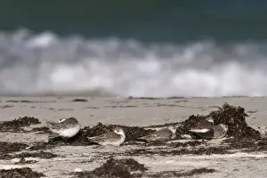 Quintana Roo Prints: Sanderling (Calidris alba), Sian Ka an Biosphere Reserve, Quintana Roo, Yucatan Peninsula