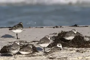 Sanderling (Calidris alba), Sian Ka an Biosphere Reserve, Quintana Roo, Yucatan Peninsula
