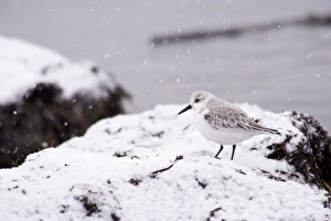 Shore Bird Prints: A Sanderling (Calidris alba) in the snow