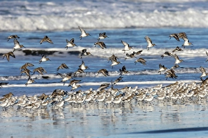 Images Dated 3rd December 2023: Sanderlings take flight along the Pacific Ocean surf at Cape Disappointment State Park in Washington State