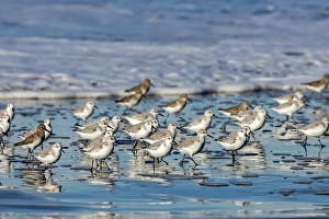 Images Dated 3rd December 2023: Sanderlings in the Pacific Ocean surf at Cape Disappointment State Park in Washington State
