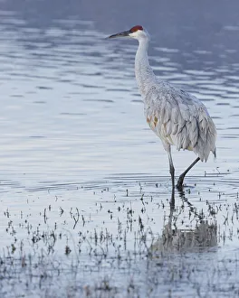 Central Flyway Prints: Sandhill crane, Bosque del Apache National Wildlife Refuge, New Mexico