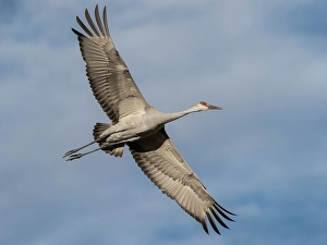 Wingspan Prints: Sandhill crane calling while flying, Bernardo Wildlife Area, New Mexico