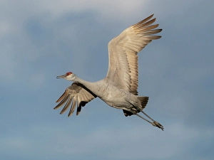 Images Dated 26th August 2024: Sandhill crane calling while flying, Bernardo Wildlife Area, New Mexico