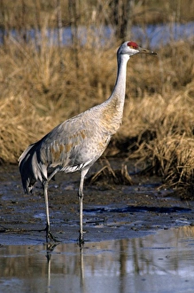 Marsh Land Prints: Sandhill crane Canada