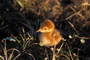 Images Dated 9th November 2005: sandhill crane chick, Grus canadensis, chick in the 1002 area of the Arctic National