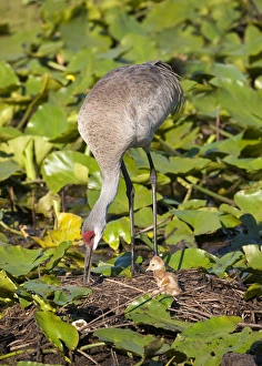Sandhill crane chick just born with parent at nest on lotus pond, Grus canadensis Sandhill crane chick just born with parent at nest on lotus pond, Grus canadensis
