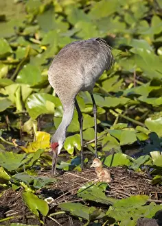 Beginning Prints: Sandhill crane chick just born with parent at nest on lotus pond, Grus canadensis