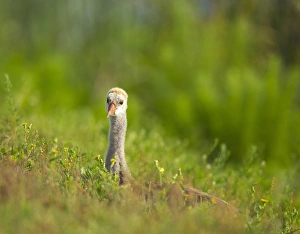Images Dated 27th April 2011: Sandhill crane chick resting in grass, Grus canadensis, Viera wetlands, Florida
