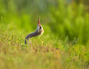 Grissom Memorial Park Prints: Sandhill crane chick stretching in grass, Grus canadensis, Viera wetlands, Florida