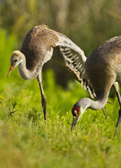 Stretching Prints: Sandhill crane chick stretching with parent, Grus canadensis, Viera wetlands, Florida