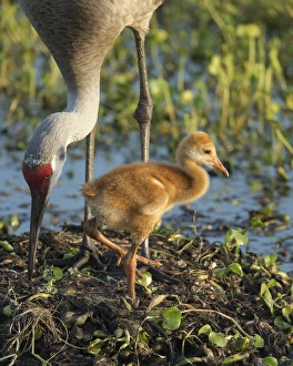 Ephemeral Pool Prints: Sandhill crane with both colt on nest, Grus canadensis, Florida, wild
